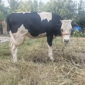 Гуночин, Душанбе