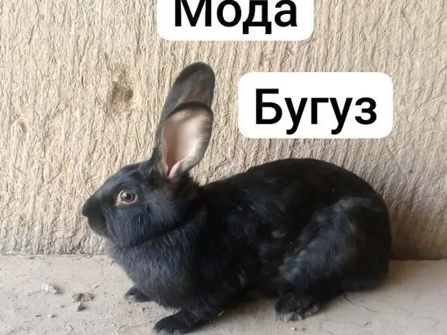 Харгуши мода бугуз, Кӯлоб