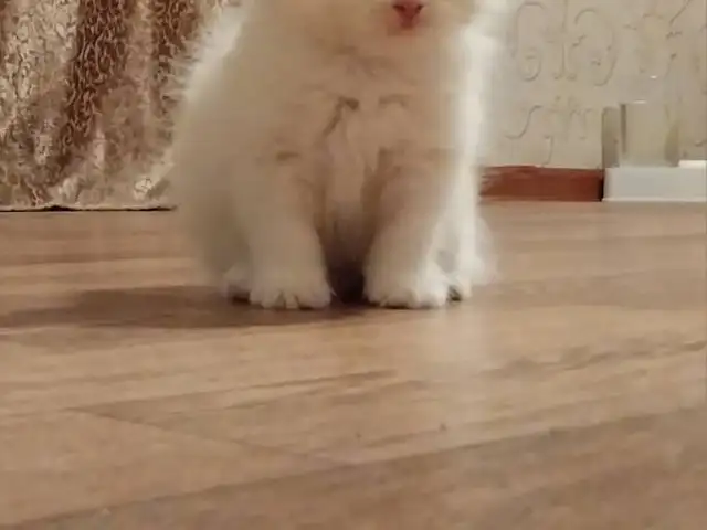 Котята, Душанбе
