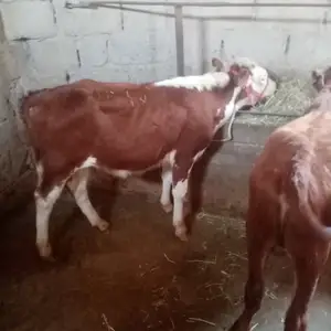 Букача, Вахдат