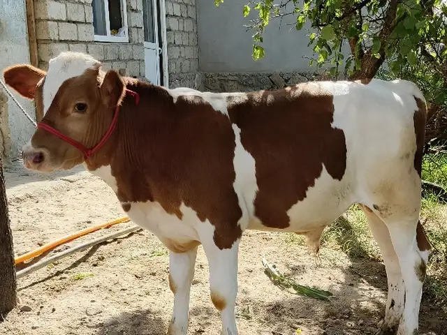 Букача симментал, Хуҷанд