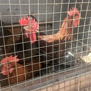 Хурузхо, Худжанд