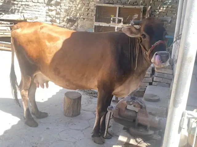 Мода гов, Худжанд