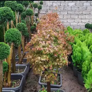 Клен, Душанбе