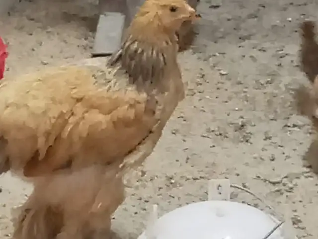 Мургхои Брама, Хуҷанд