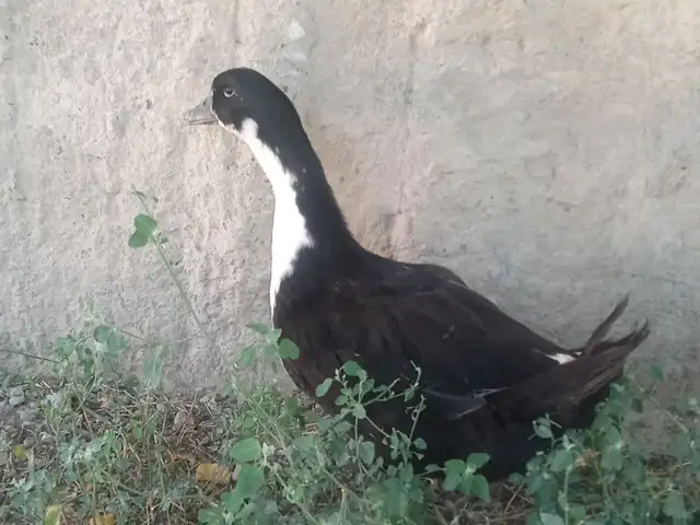 Ӯрдак, Конибодом