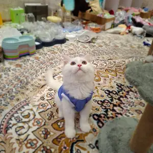 Котята, Худжанд