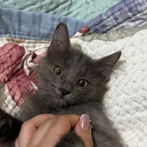 Котята Нибелунг, Душанбе