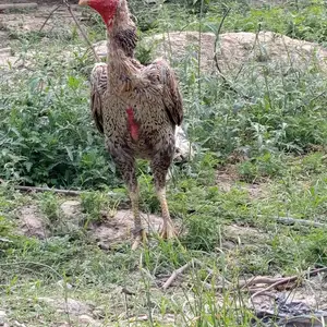 Дакан корейский, Шахринав
