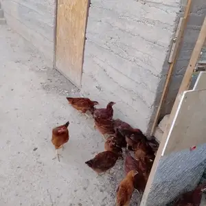 Чучахои Ломан, Пенджикент
