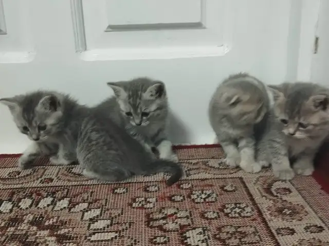 Котята Шотландские, Душанбе