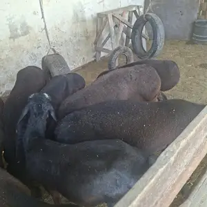 Гусфанд, Душанбе