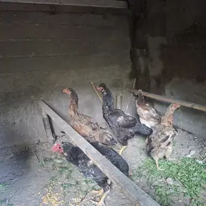 Мурги дакан, Айни