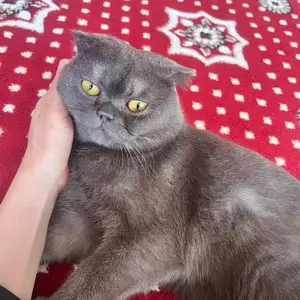 Шотландская вислоухая, голубого окраса на вязку, Душанбе