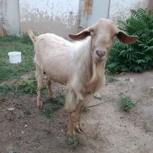 Бузи руси, Куляб