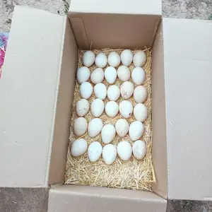 Тухми индюк, Турсунзаде
