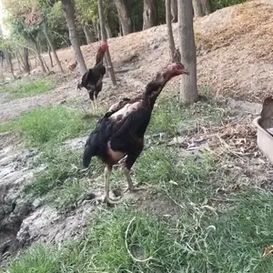 Дакан Шамо, Ҳамадонӣ