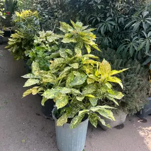 Гули хонаги, Душанбе