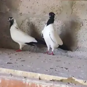 Голуби, Джалолиддин Балхи (Руми)