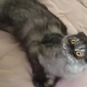 Шотландская кошка, Гиссар