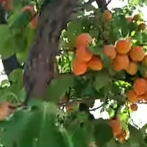 Нихоли Зардолу, Худжанд