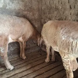 Гусфанди кушкор, Худжанд