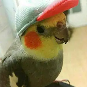 Попугай, Душанбе