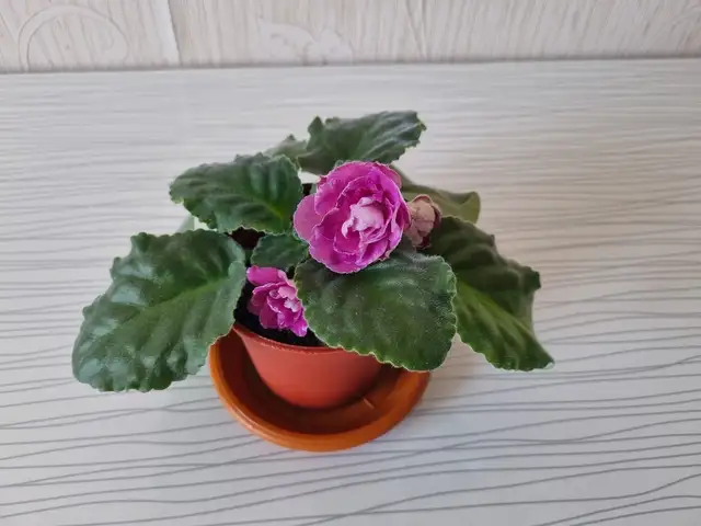 Фиалка, Хуҷанд