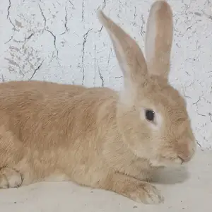 Харгуши бургун, Душанбе