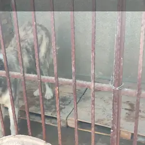Вольер барои саг гуспанд мург дарози10м баландиш 2м чор дар дора кати форточка, Душанбе