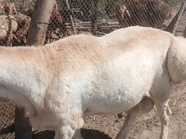 Кучкори Авгони, Деваштич (Ғончӣ)