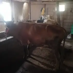 Бука, Гиссар