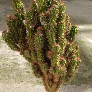 Кактус, Душанбе