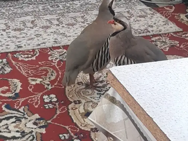 Кабк, Душанбе
