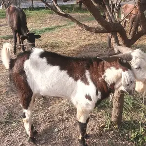Такаи Авгони, Гиссар