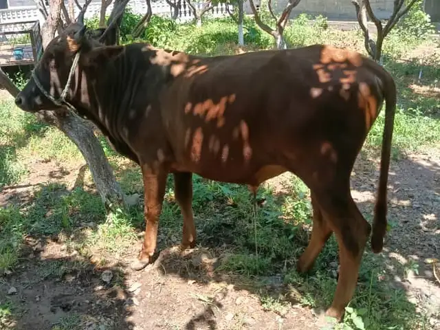Бука, Ашт