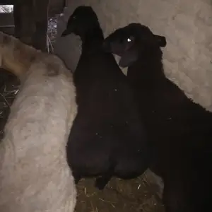 3 сар кушкор, Матча