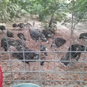 Ундукхои фуруши калон майда, Рӯдакӣ