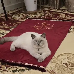 Кот на вязку, Хуҷанд