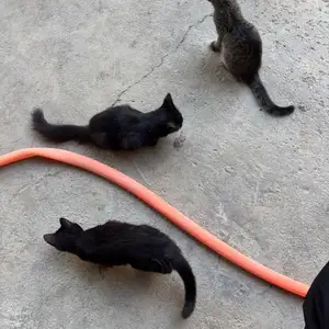 Кошки, Худжанд