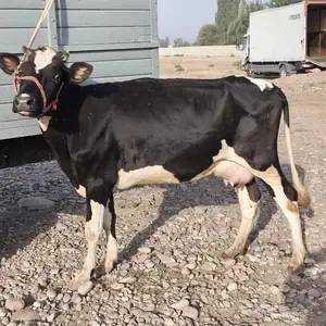 Гови ала, Вахдат