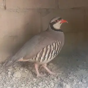 Кабки гиприт, Душанбе