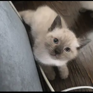Сиамские котята, Душанбе