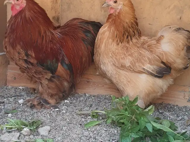 Мурги чайникча, Худжанд