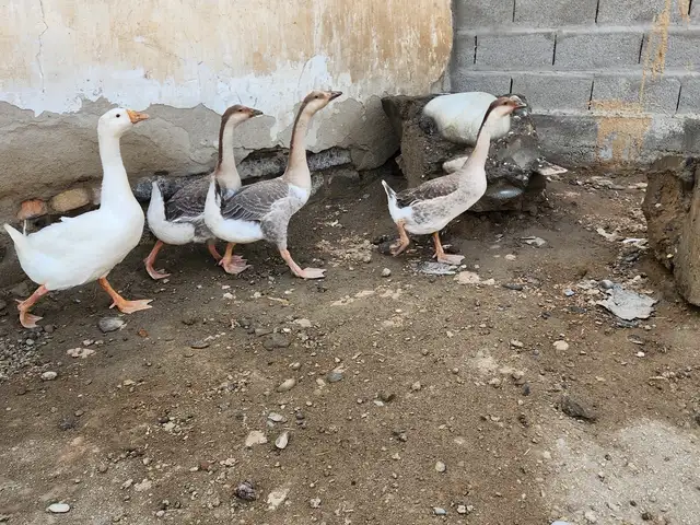 Гоз, Бобоҷон Ғафуров