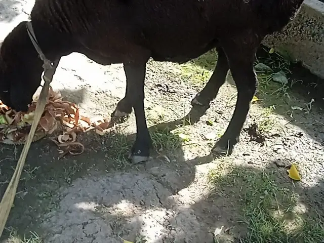 Гуспани бони, Душанбе