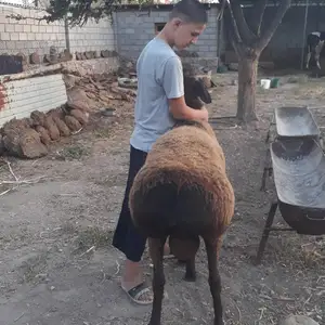 Кушкори Хисори, Хуҷанд