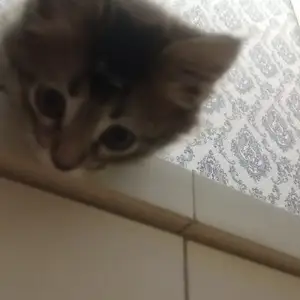 Котята, Душанбе