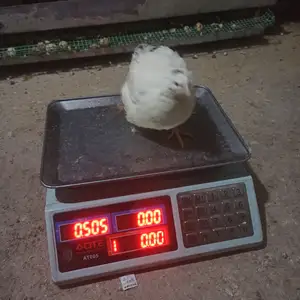 Тухми бедона, Гиссар