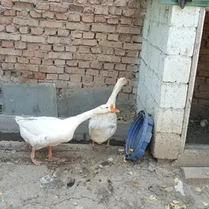 Гуси, Душанбе